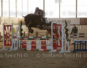 Dahila della Verdina TosTour2013- S5 3098 : Arezzo, Arezzo Equestrian Centre, Cavalli d'Italia, Dahila della Verdina, Toscana Tour 2013, foto di Stefano Secchi ©